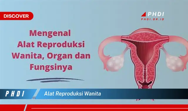 alat reproduksi wanita