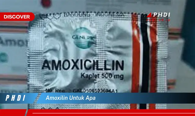 amoxilin untuk apa