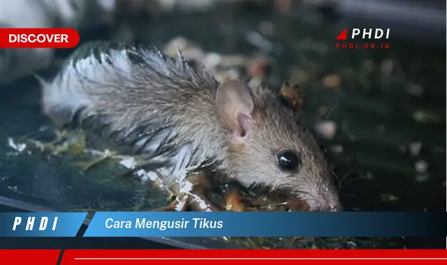 cara mengusir tikus