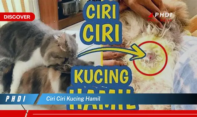 ciri ciri kucing hamil