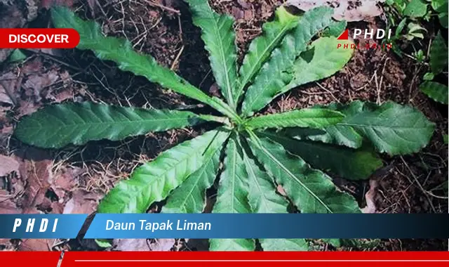 daun tapak liman