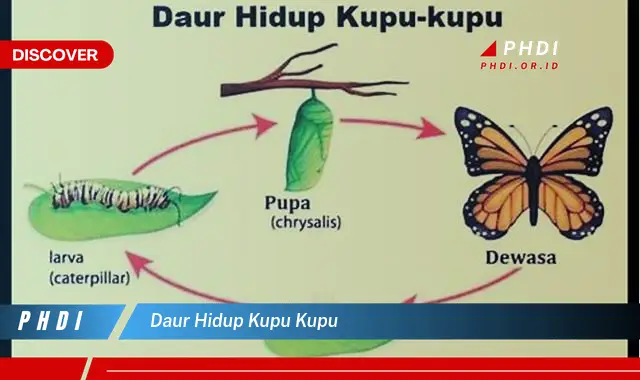 daur hidup kupu kupu