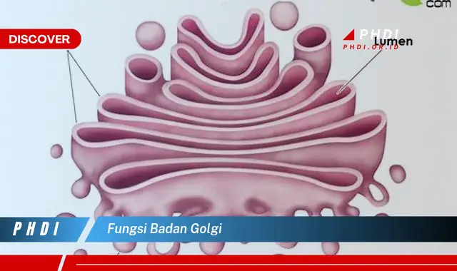 Intip Fungsi Badan Golgi yang Jarang Diketahui