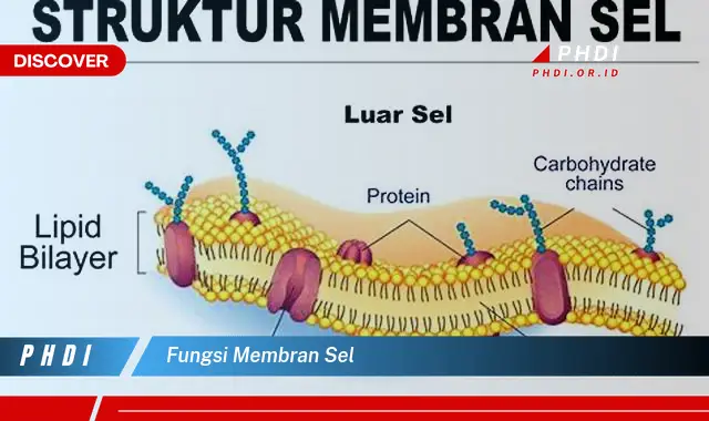 fungsi membran sel