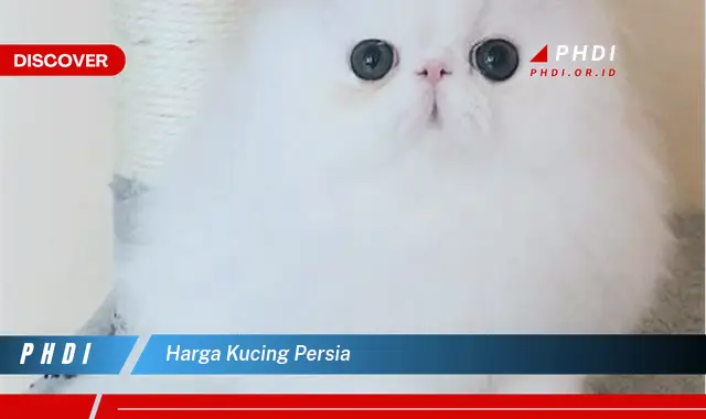 harga kucing persia