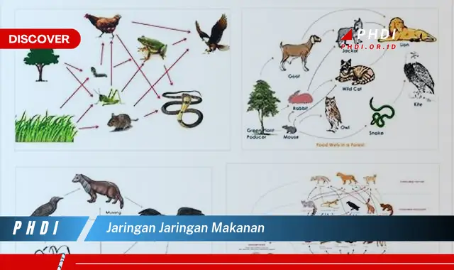 jaringan jaringan makanan