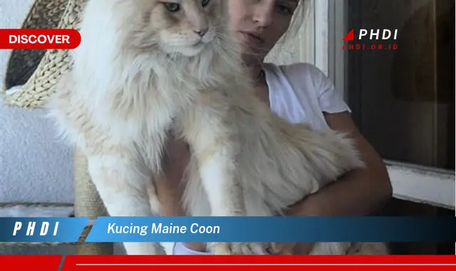 kucing maine coon