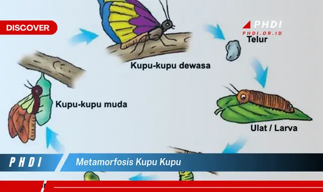 metamorfosis kupu kupu