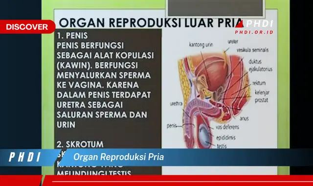 organ reproduksi pria