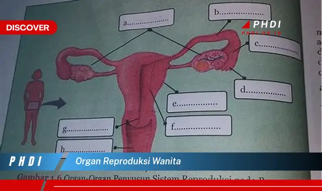 organ reproduksi wanita