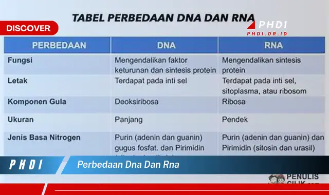 Intip Perbedaan DNA dan RNA yang Wajib Kamu Ketahui
