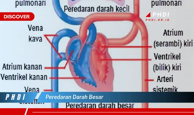 peredaran darah besar