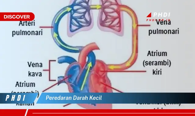 peredaran darah kecil