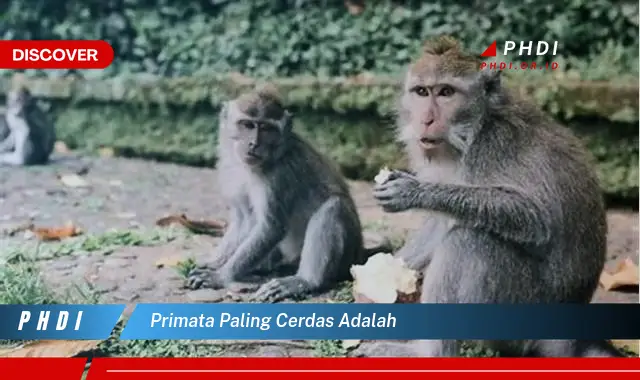 primata paling cerdas adalah