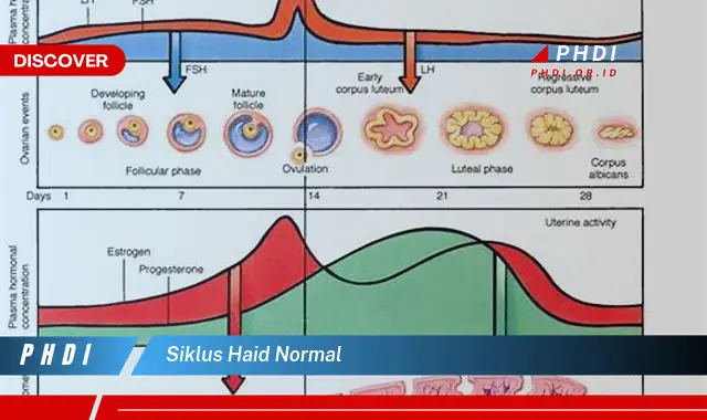 siklus haid normal
