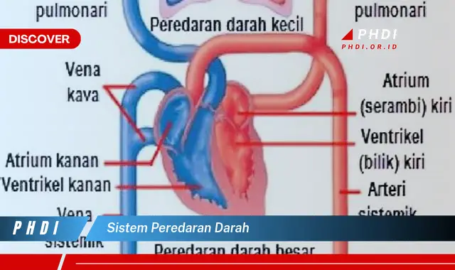 sistem peredaran darah