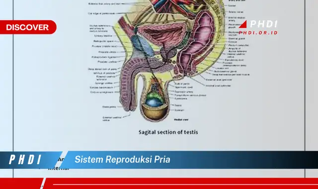 sistem reproduksi pria