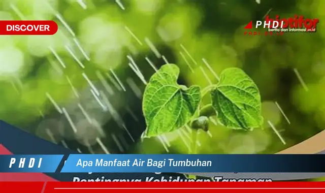 apa manfaat air bagi tumbuhan