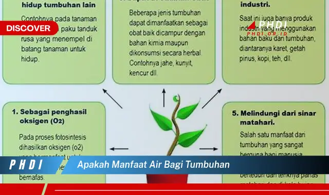 apakah manfaat air bagi tumbuhan