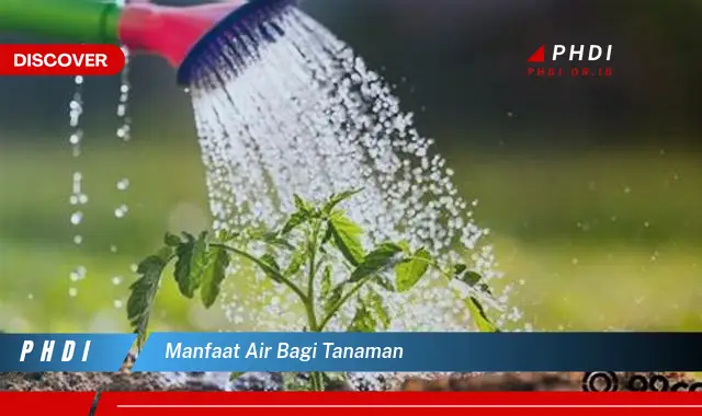 manfaat air bagi tanaman