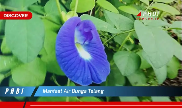 manfaat air bunga telang