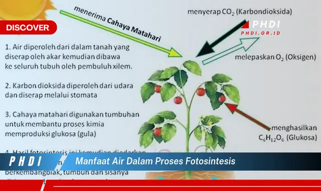 manfaat air dalam proses fotosintesis