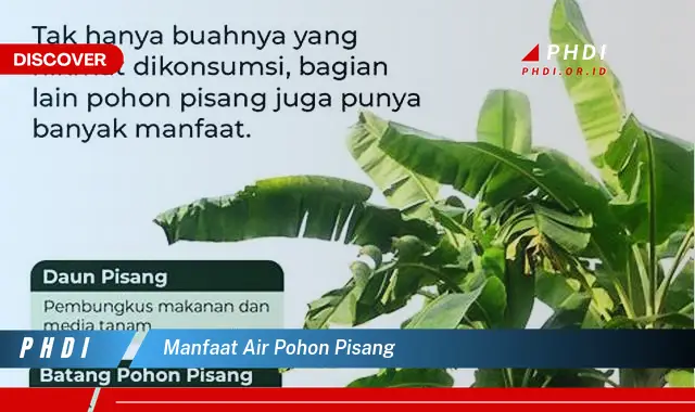 manfaat air pohon pisang