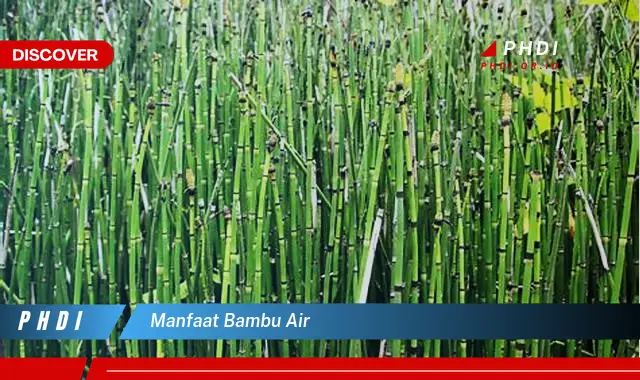 manfaat bambu air