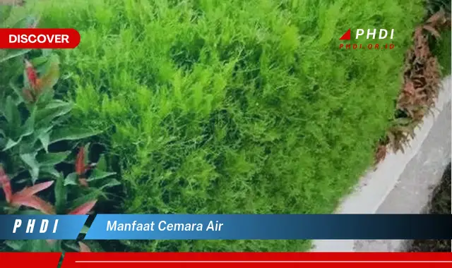 manfaat cemara air