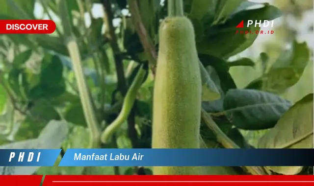 manfaat labu air