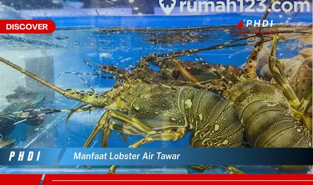 manfaat lobster air tawar