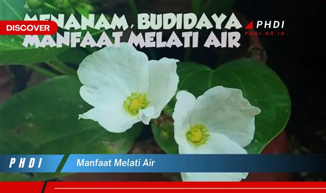 manfaat melati air