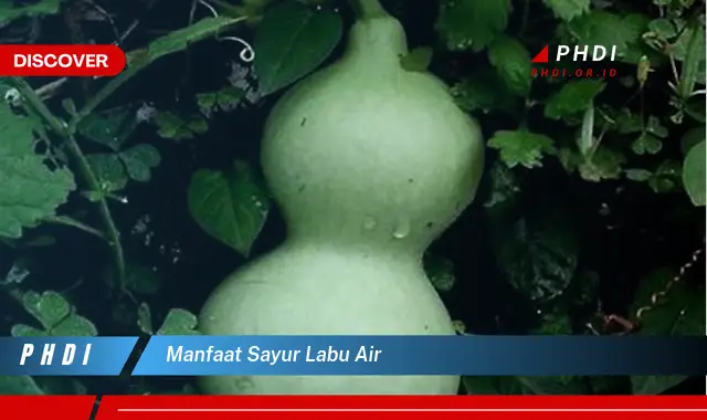 manfaat sayur labu air