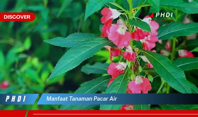 manfaat tanaman pacar air