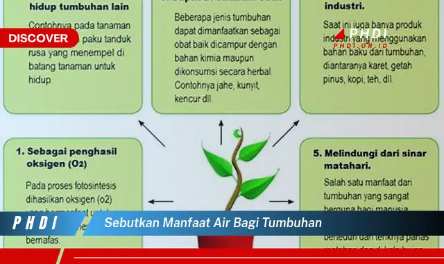 sebutkan manfaat air bagi tumbuhan