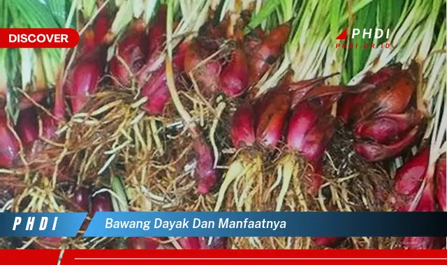 bawang dayak dan manfaatnya