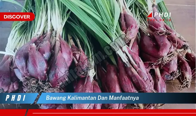 bawang kalimantan dan manfaatnya