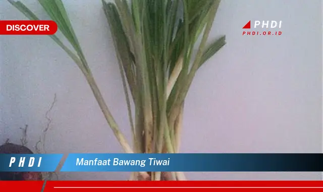 manfaat bawang tiwai