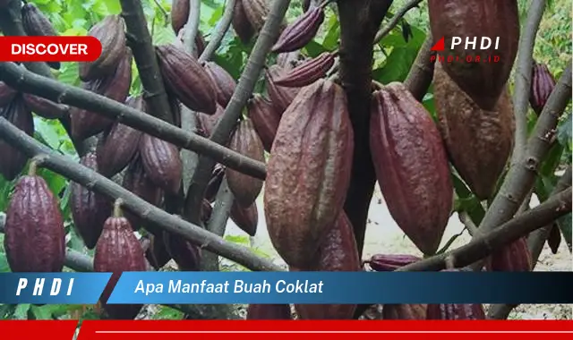 apa manfaat buah coklat