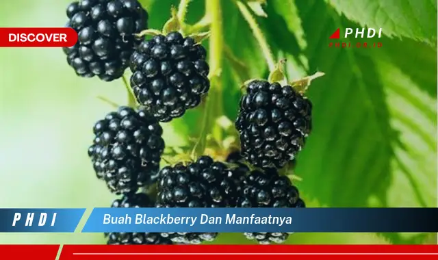 buah blackberry dan manfaatnya