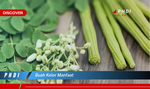 buah kelor manfaat