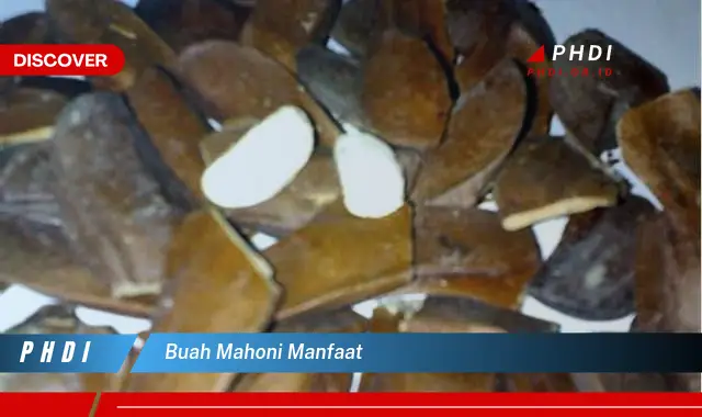 buah mahoni manfaat