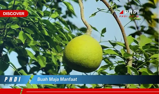 buah maja manfaat