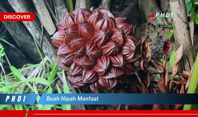 buah nipah manfaat