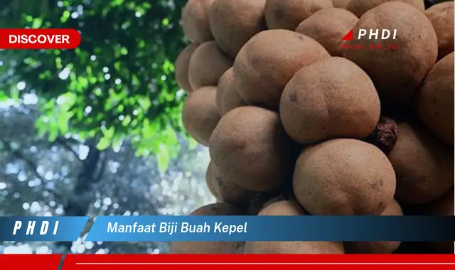 manfaat biji buah kepel