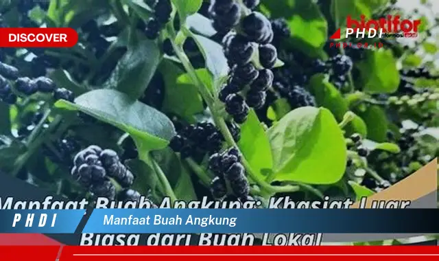 manfaat buah angkung