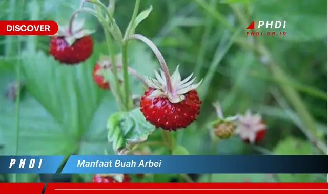 manfaat buah arbei