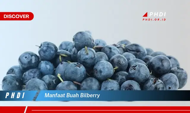 manfaat buah bilberry