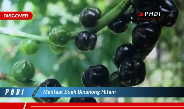 manfaat buah binahong hitam