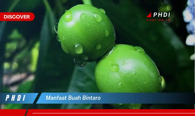 manfaat buah bintaro